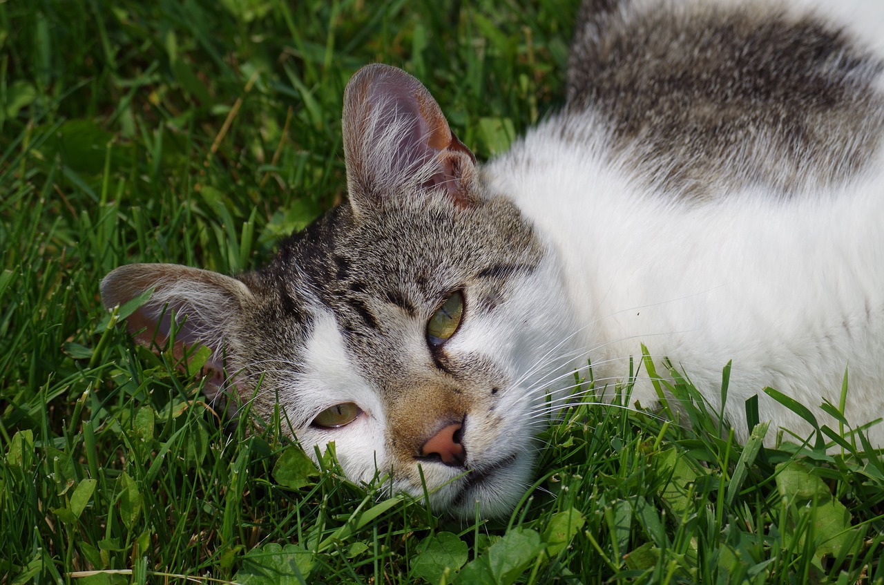 cat strakatá rest free photo