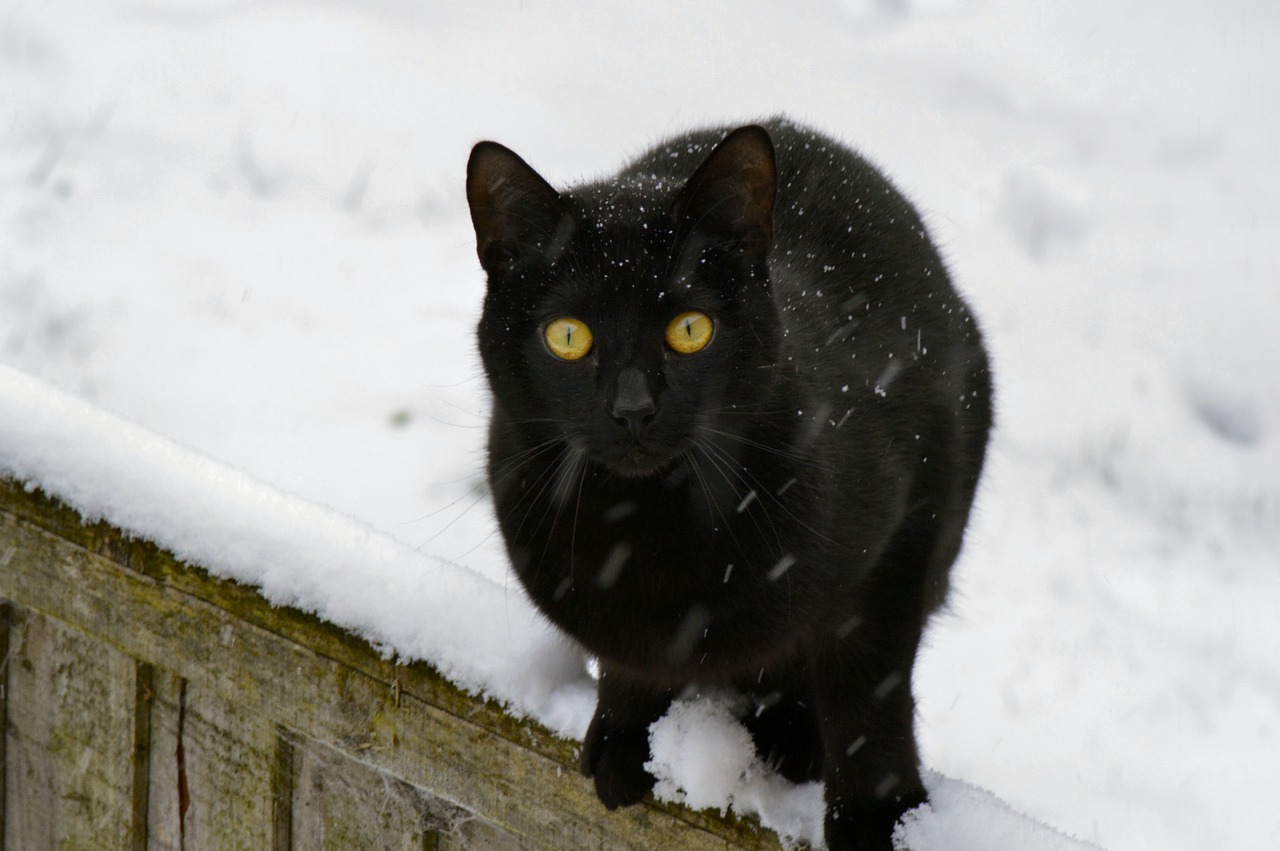 cat black kitty free photo