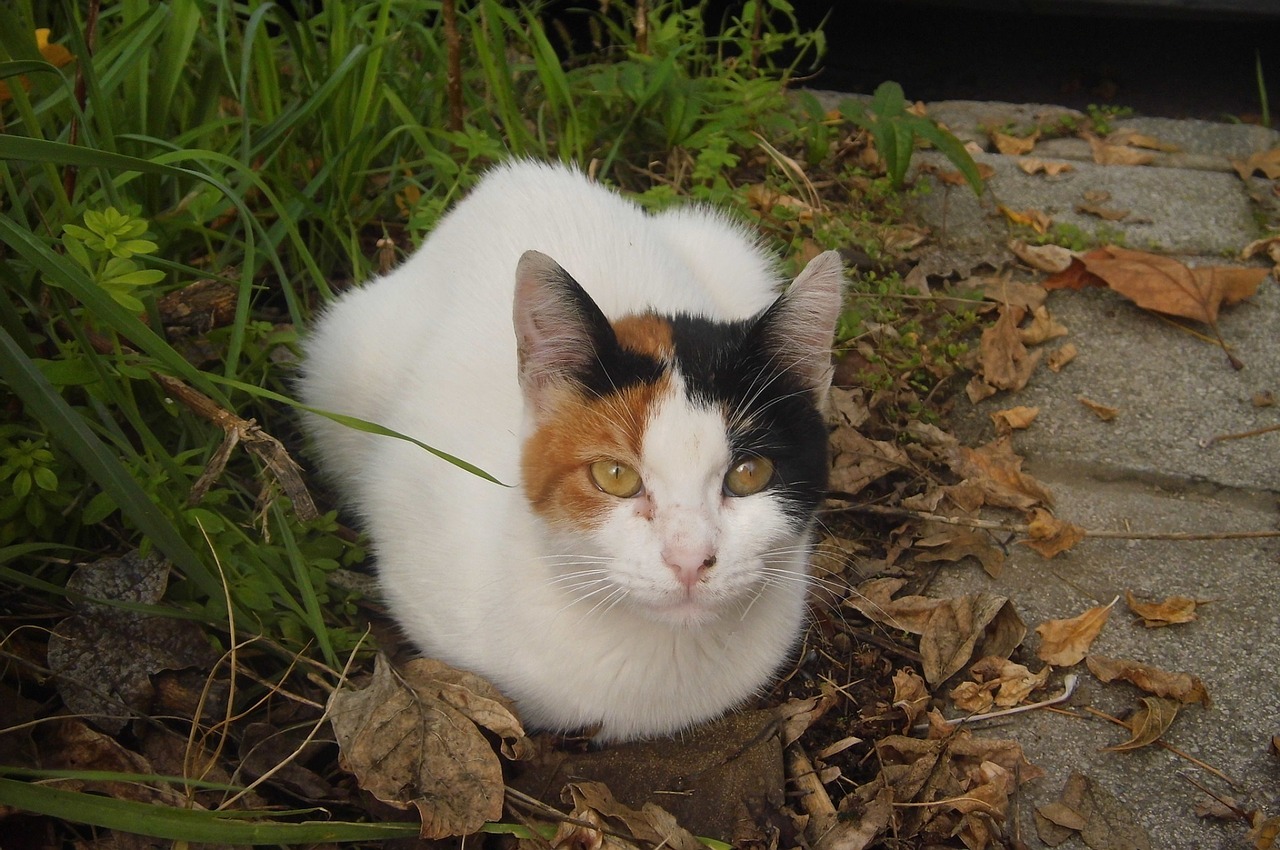 cat sitting looking free photo