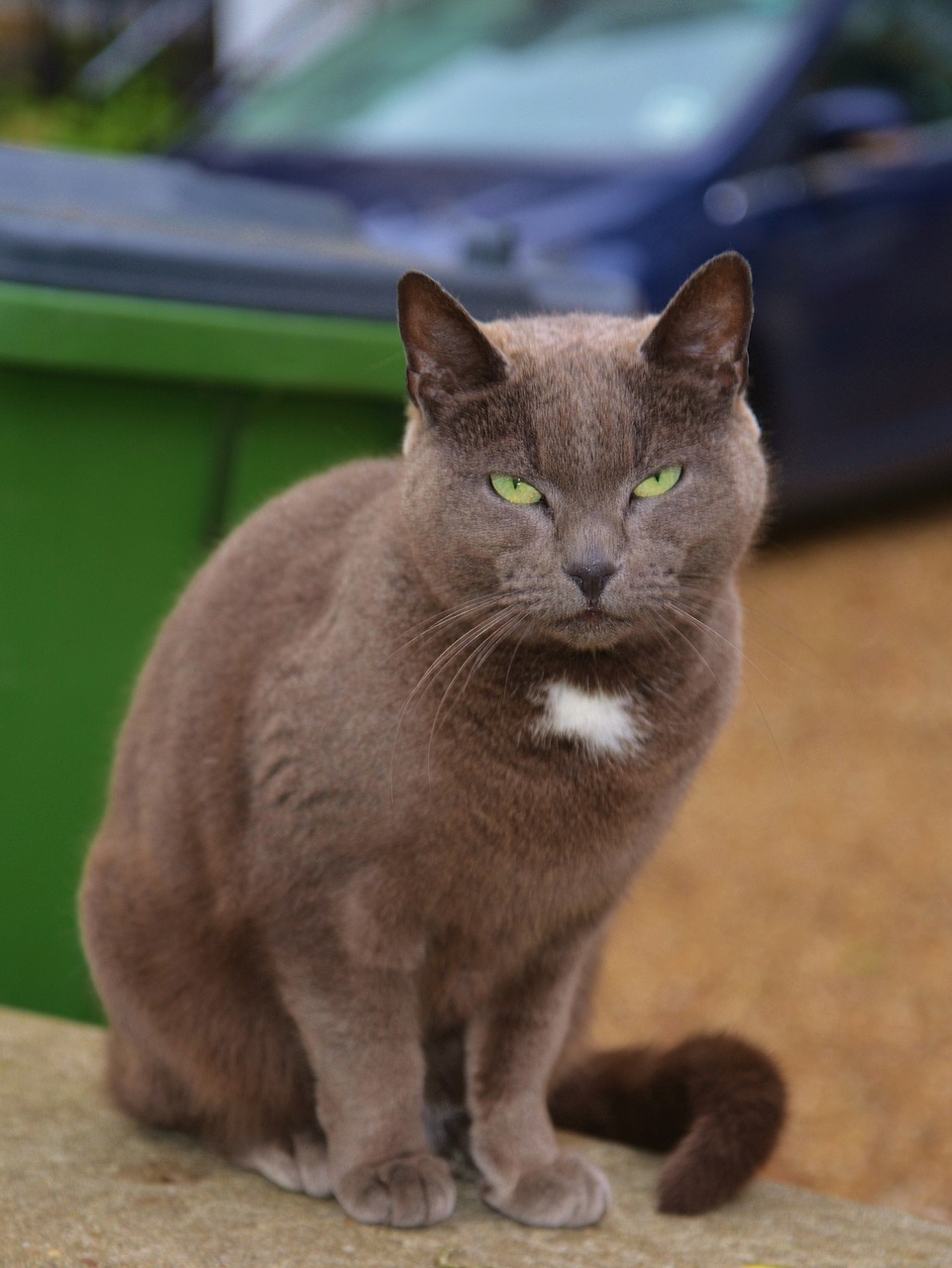 cat sitting looking free photo