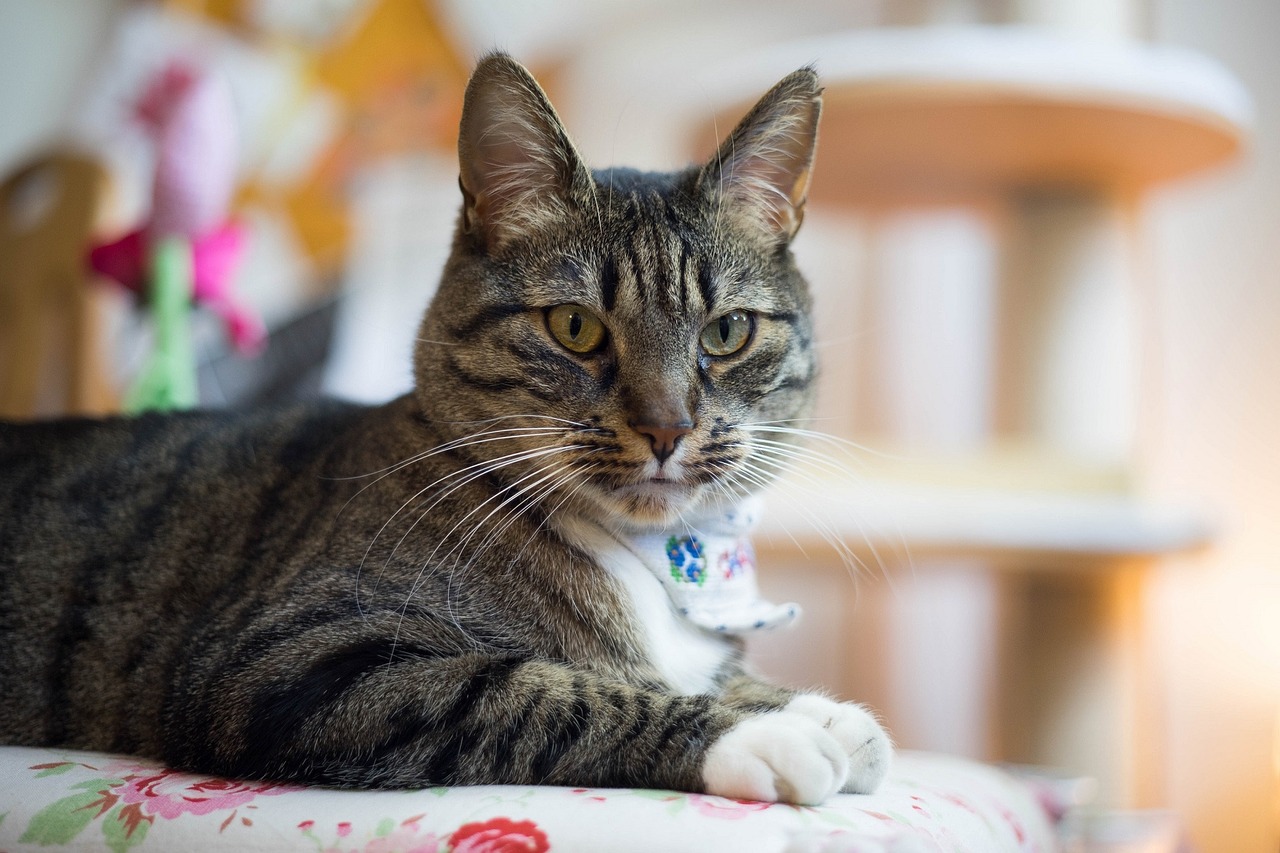 cat sitting looking free photo