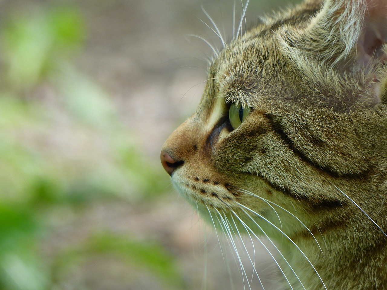 cat animal tiger cat free photo