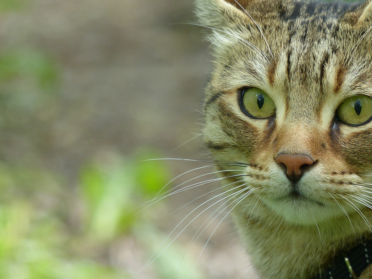 cat animal tiger cat free photo