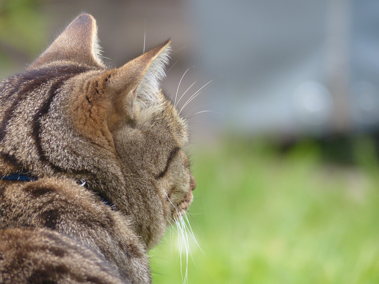 cat animal tiger cat free photo