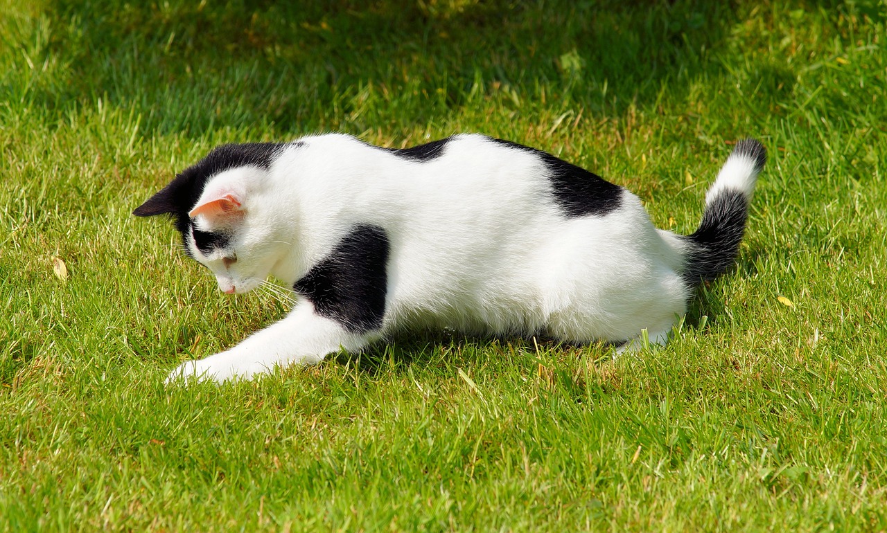 cat domestic cat young free photo