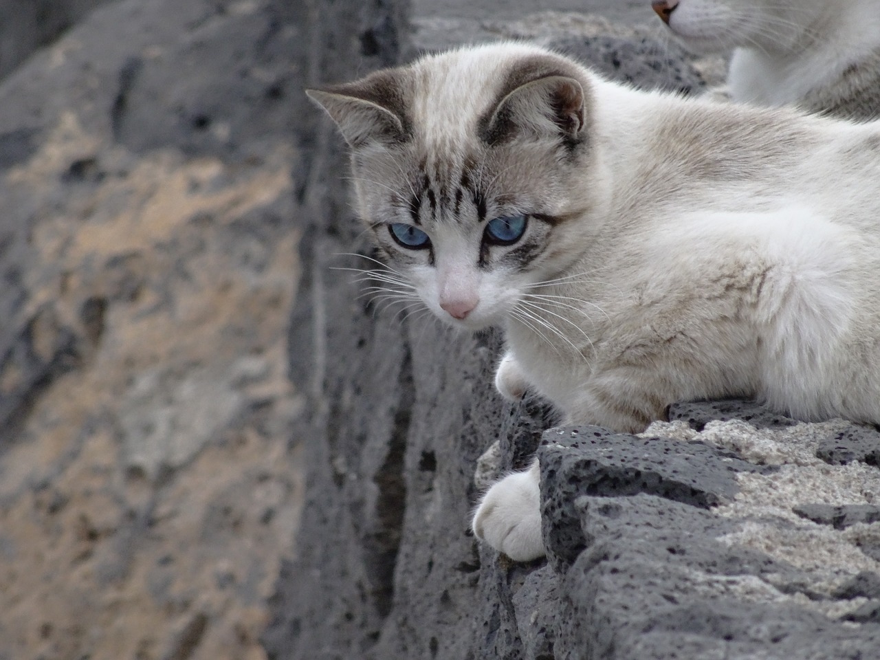 cat siamese blue eyes free photo