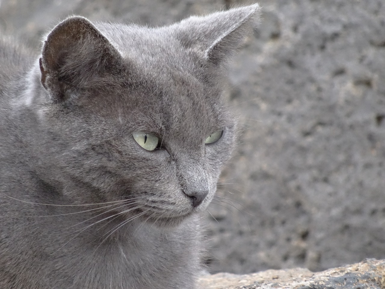 cat persian look free photo