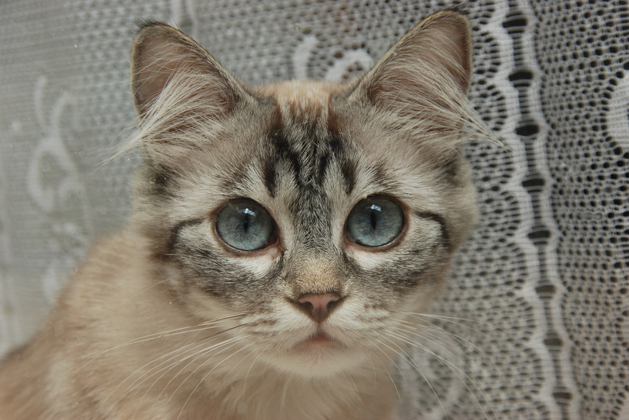 cat eyes blue free photo