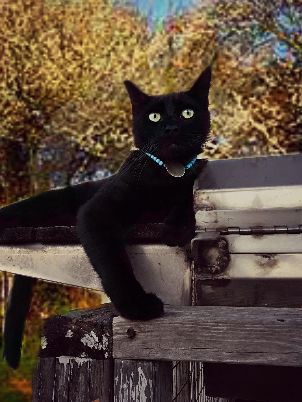 cat black fur domestic free photo