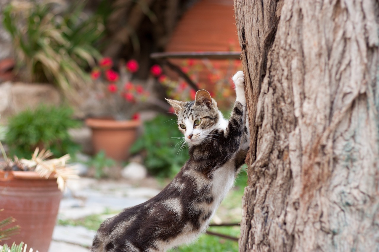 cat pet bokeh free photo