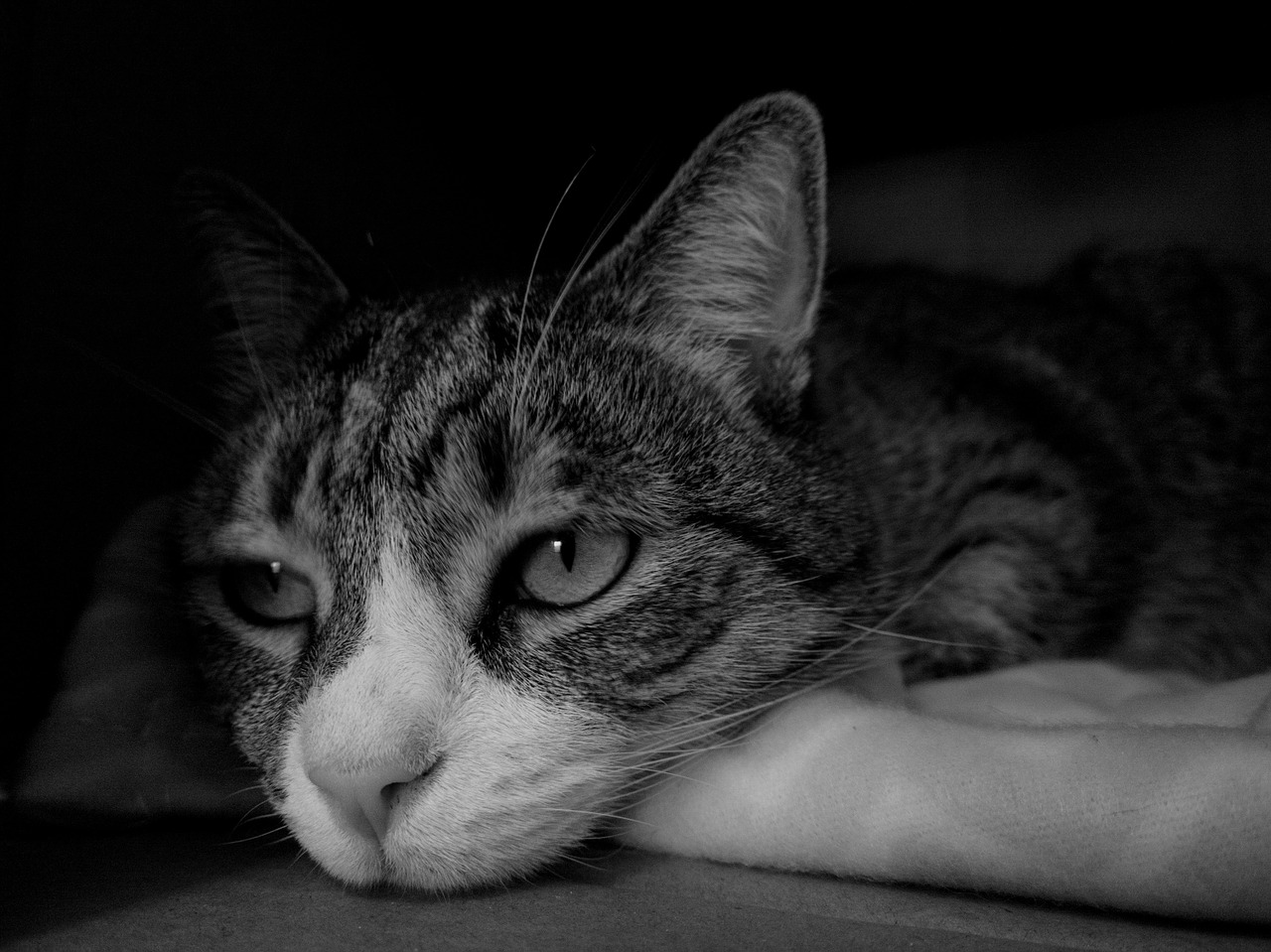 cat face portrait free photo