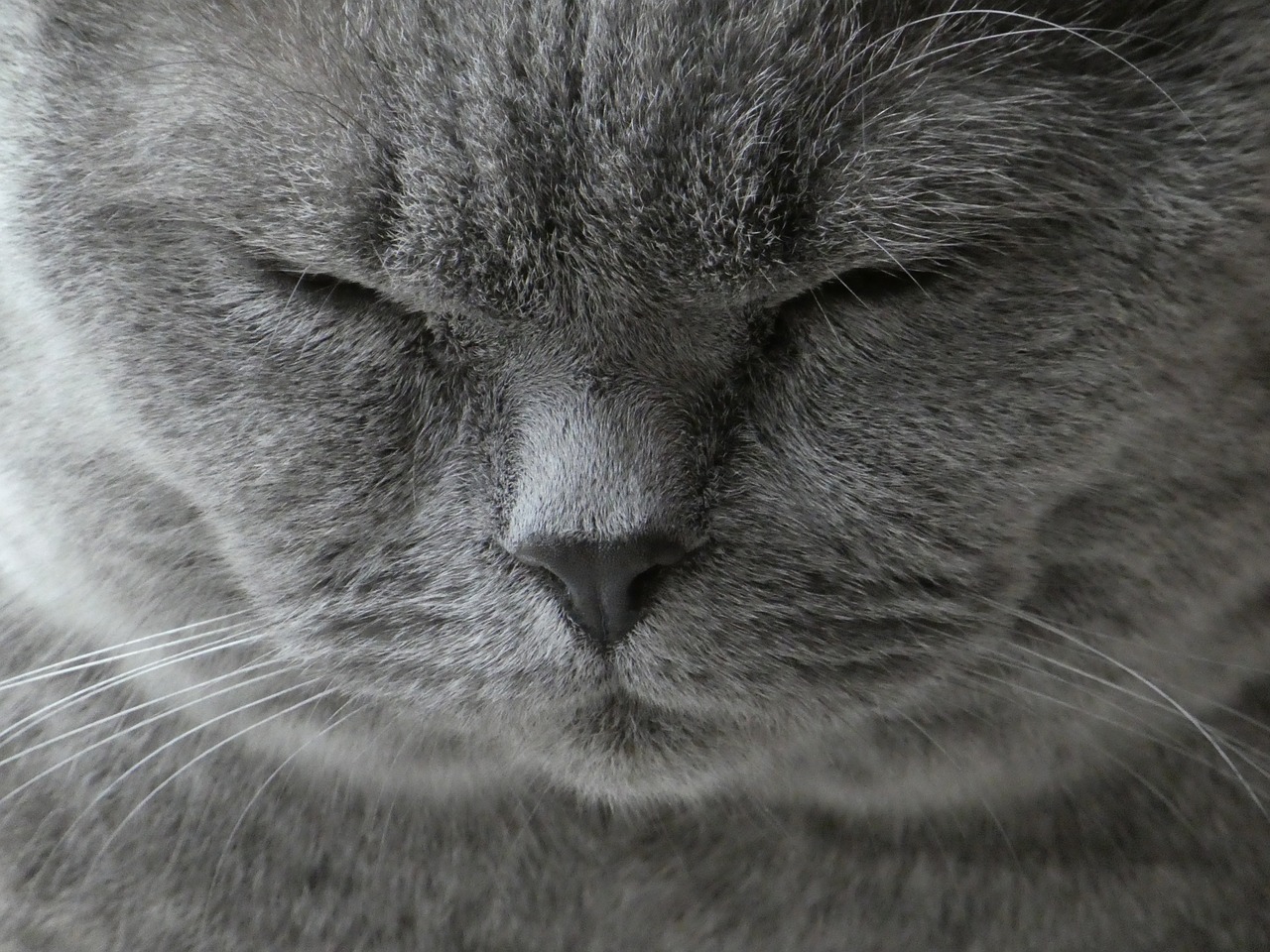 cat british shorthair animal free photo