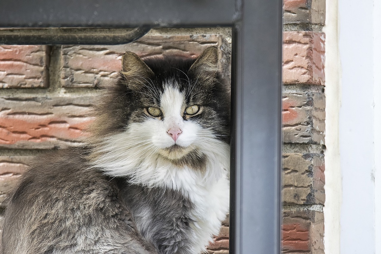 cat sitting portrait free photo