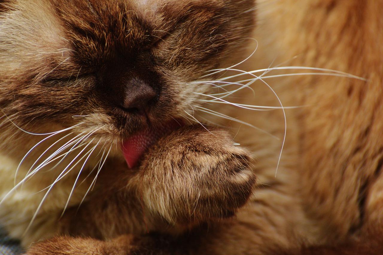 cat british shorthair clean free photo