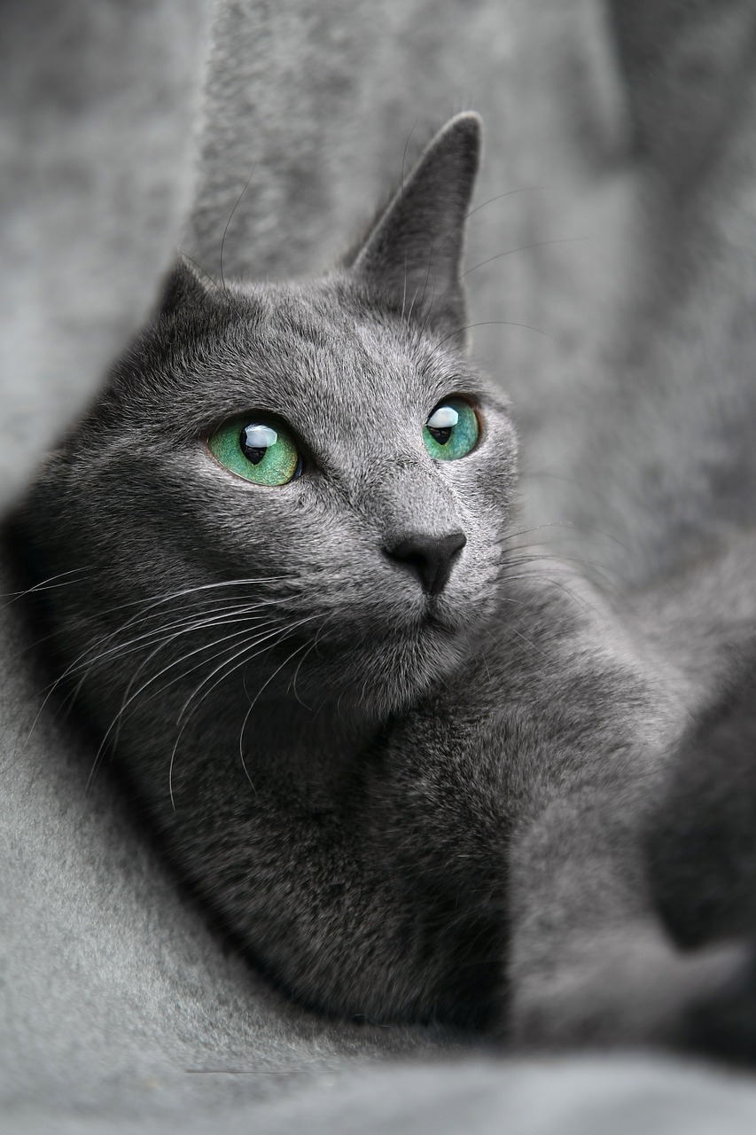 cat russian blue free photo