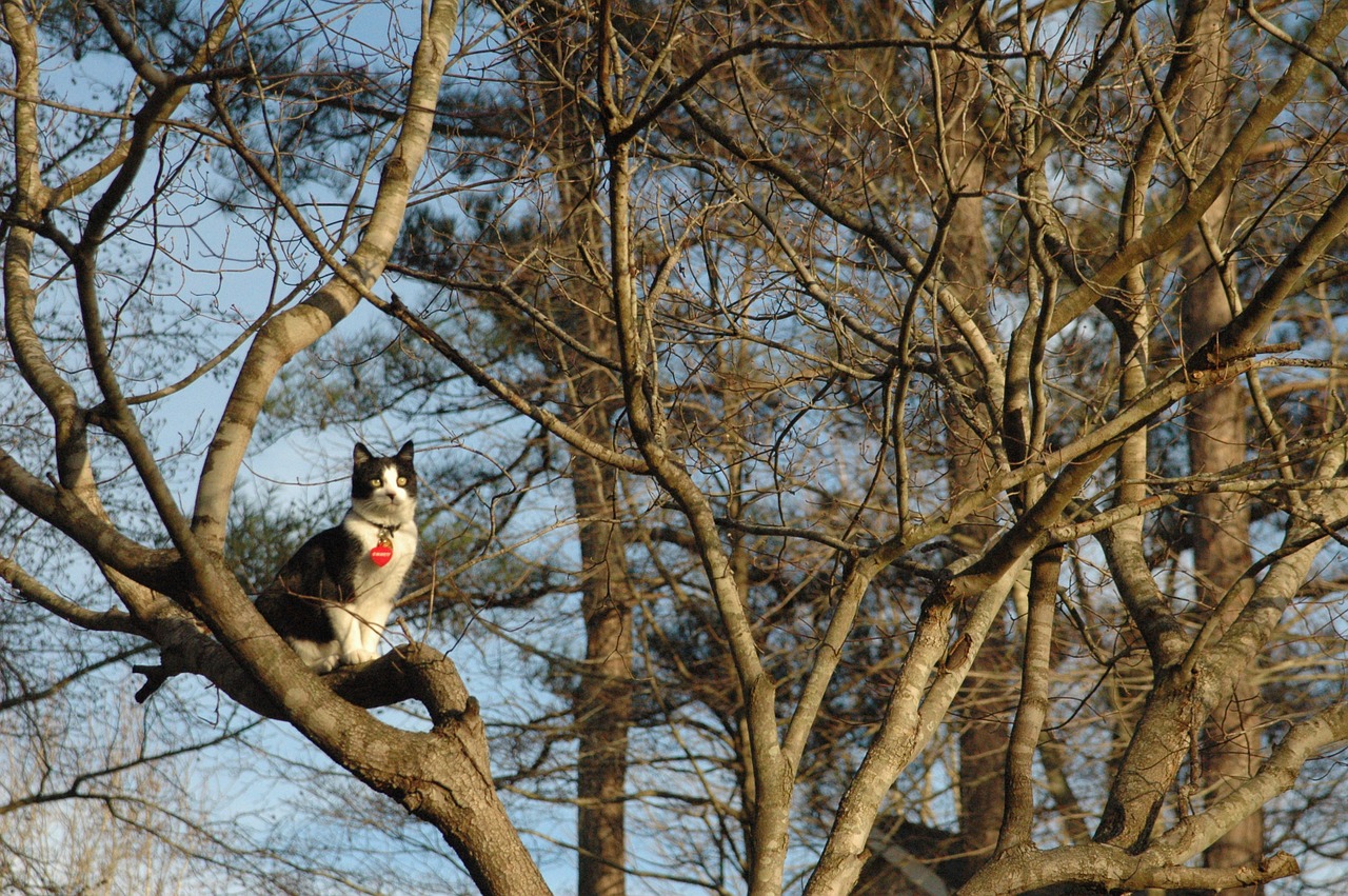 cat tree pet free photo