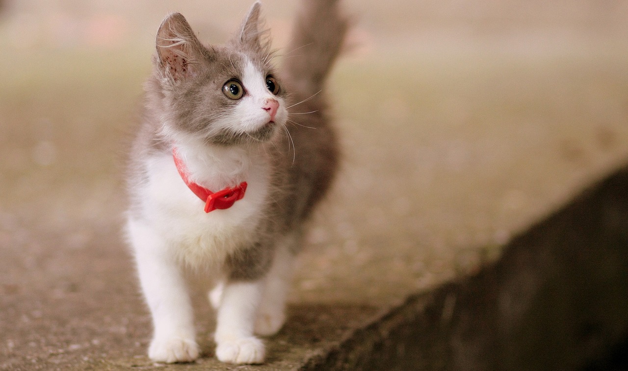 cat small cute free photo