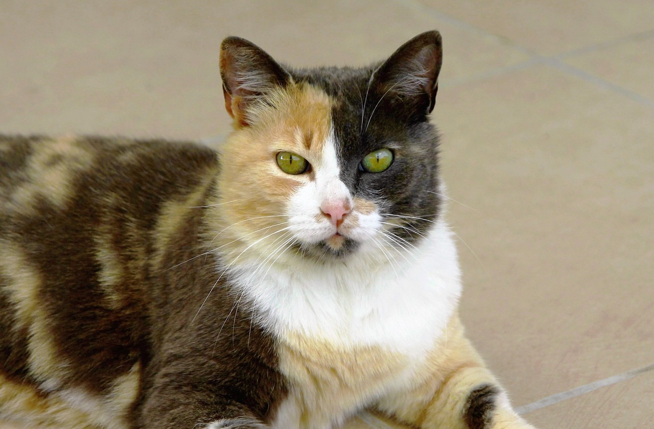 cat green eyes sand black and white free photo