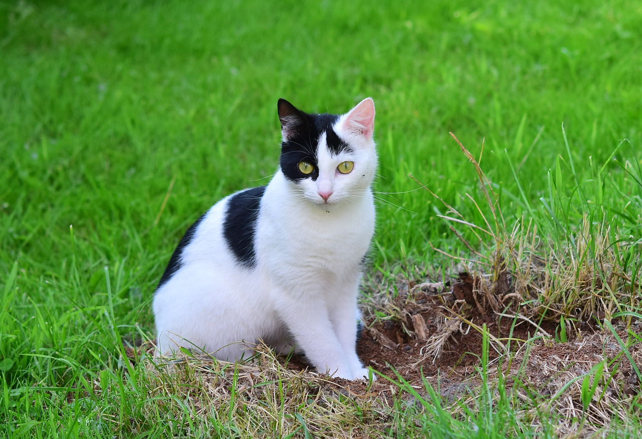 cat young cat domestic cat free photo