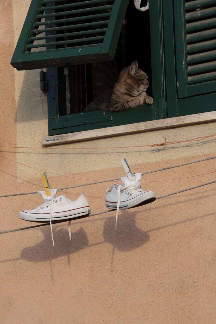 cat clothes line tuscany free photo