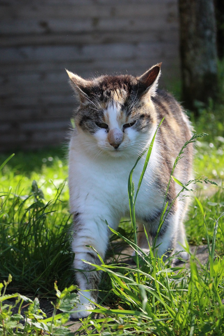 cat meadow fur free photo