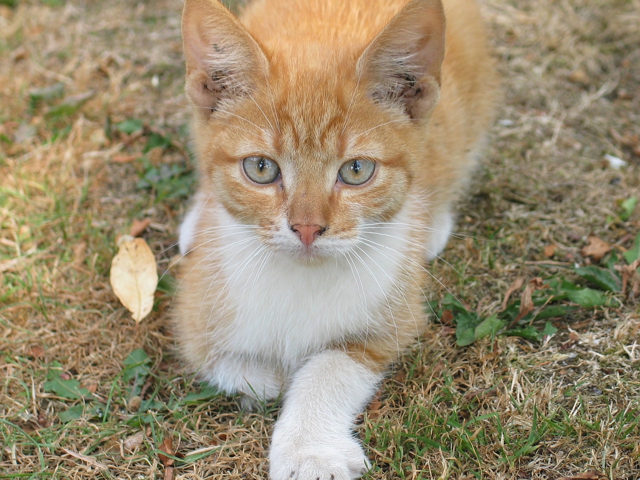 cat red white free photo