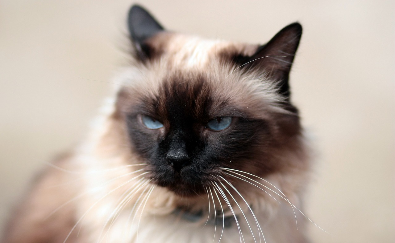 cat siamese blue eyes free photo