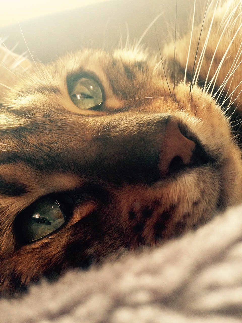 cat bengal cat's eye free photo