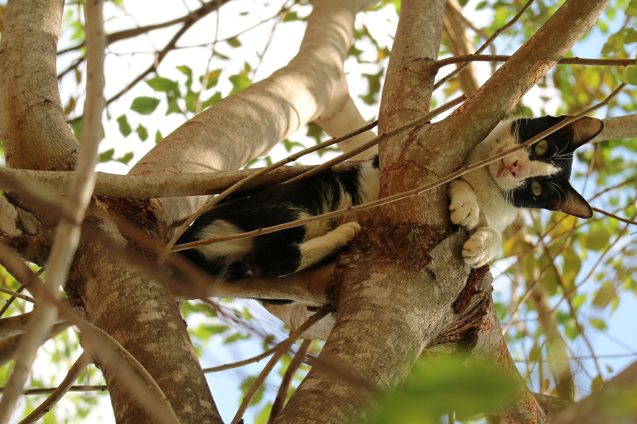 cat cute tree free photo