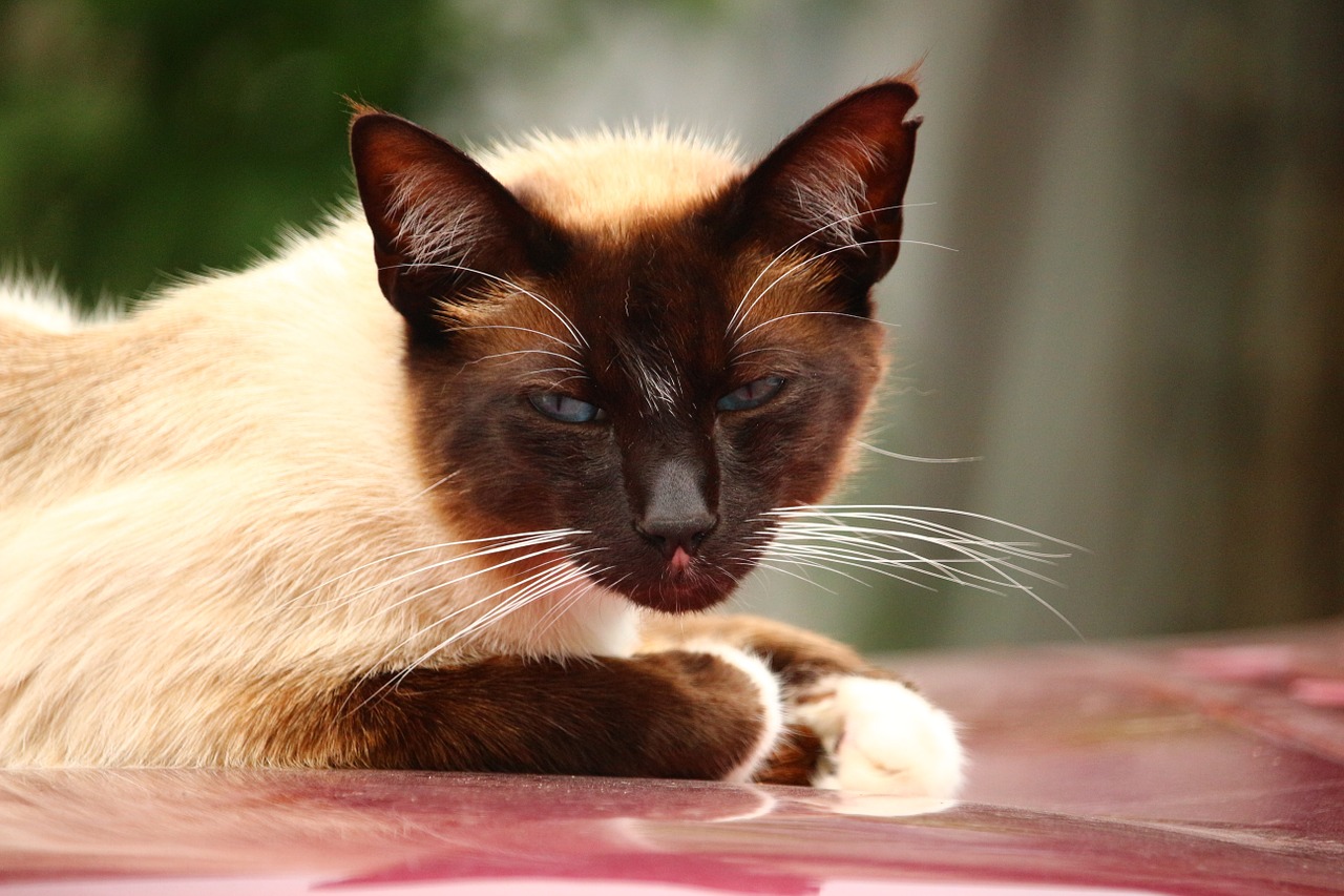 cat mieze siamese cat free photo