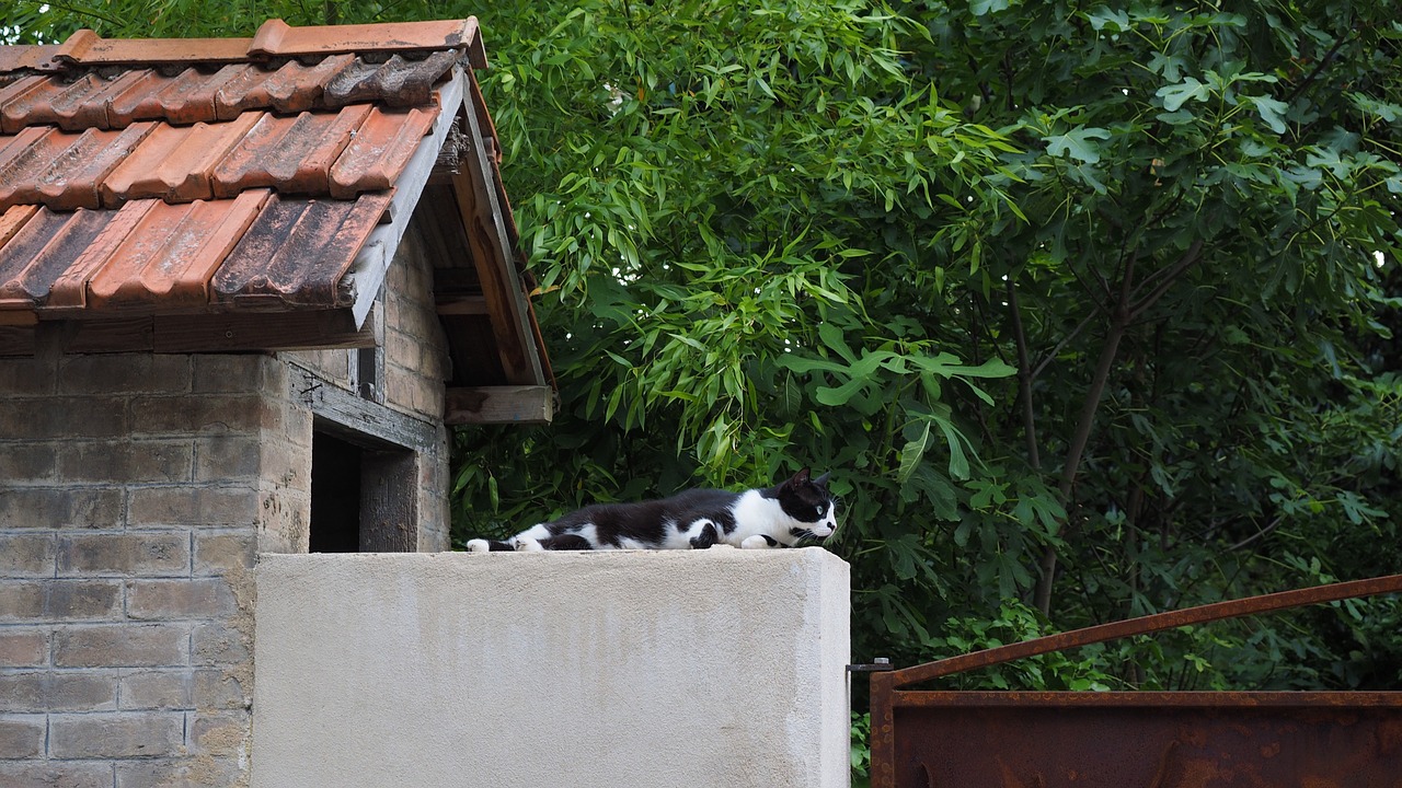 cat rest watch free photo