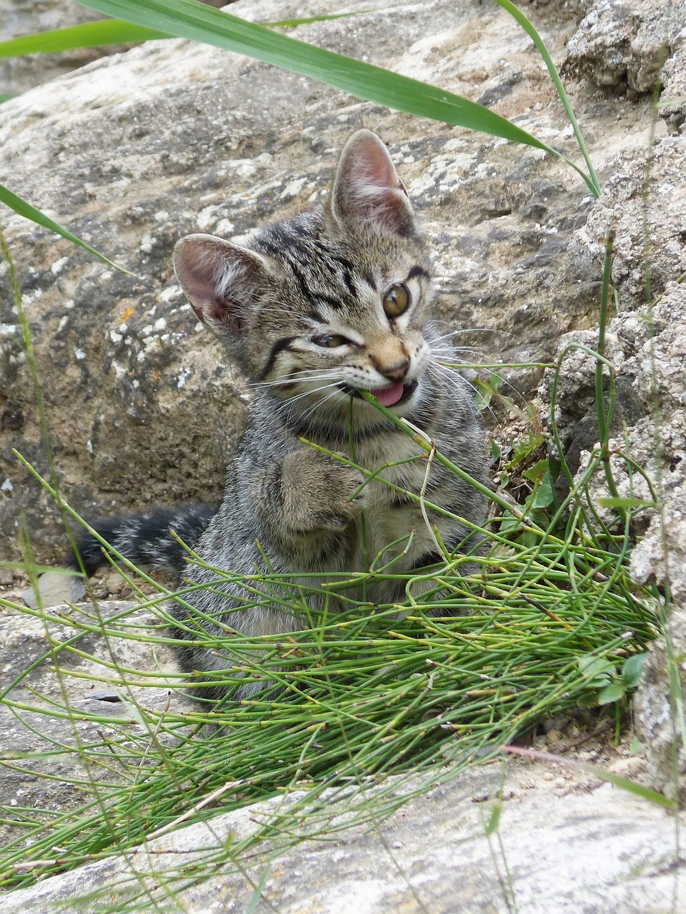 cat puppy kitten free photo