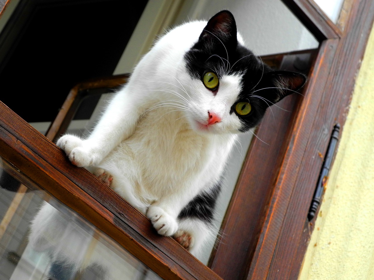 cat window catlike free photo