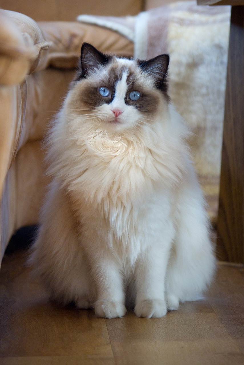 cat ragdoll sweet free photo