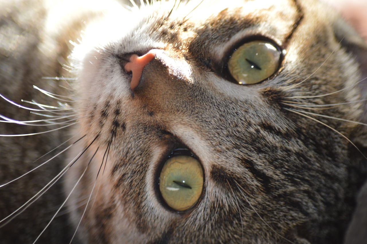 cat closeup eyes free photo