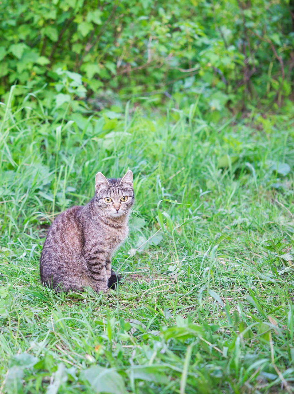 cat summer pet free photo