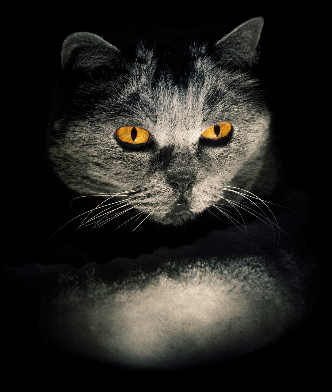 cat hypnosis darkness free photo
