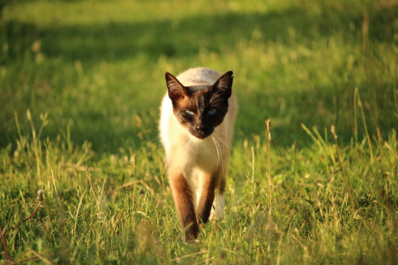 cat mieze siamese cat free photo