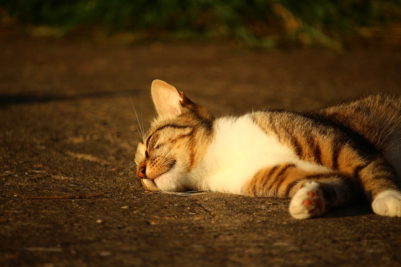 cat kitten mackerel free photo