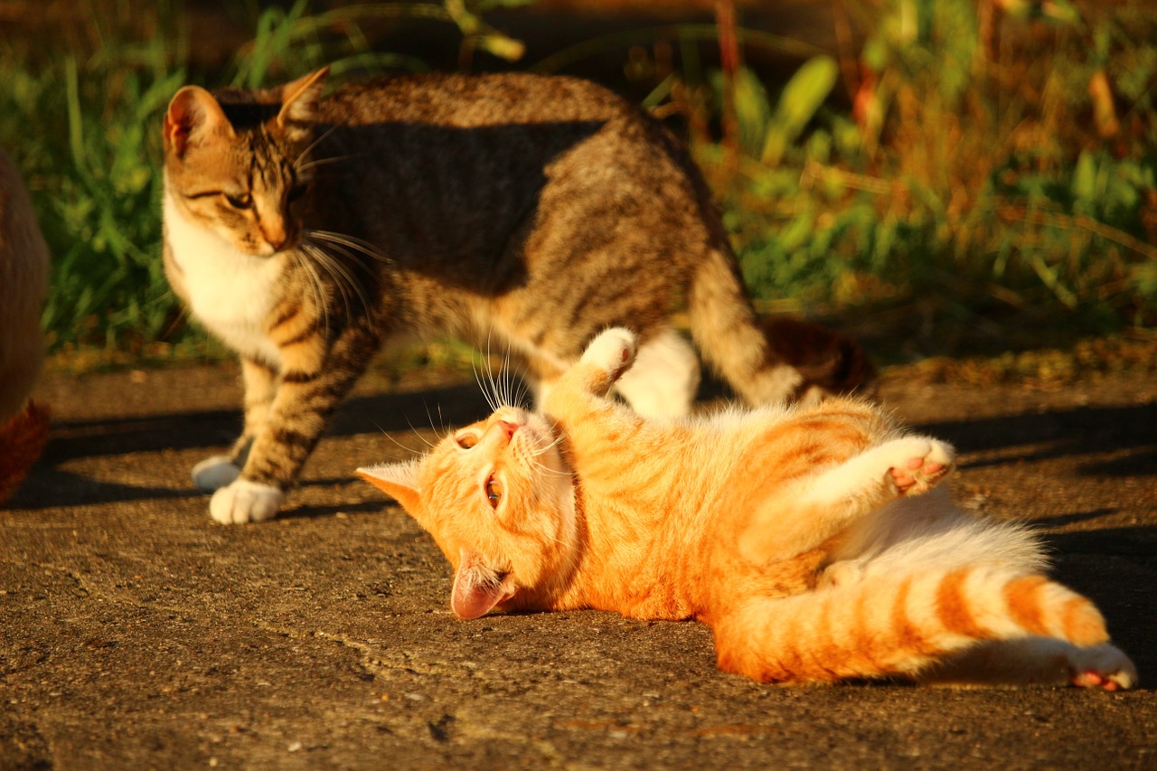 cat kitten mackerel free photo