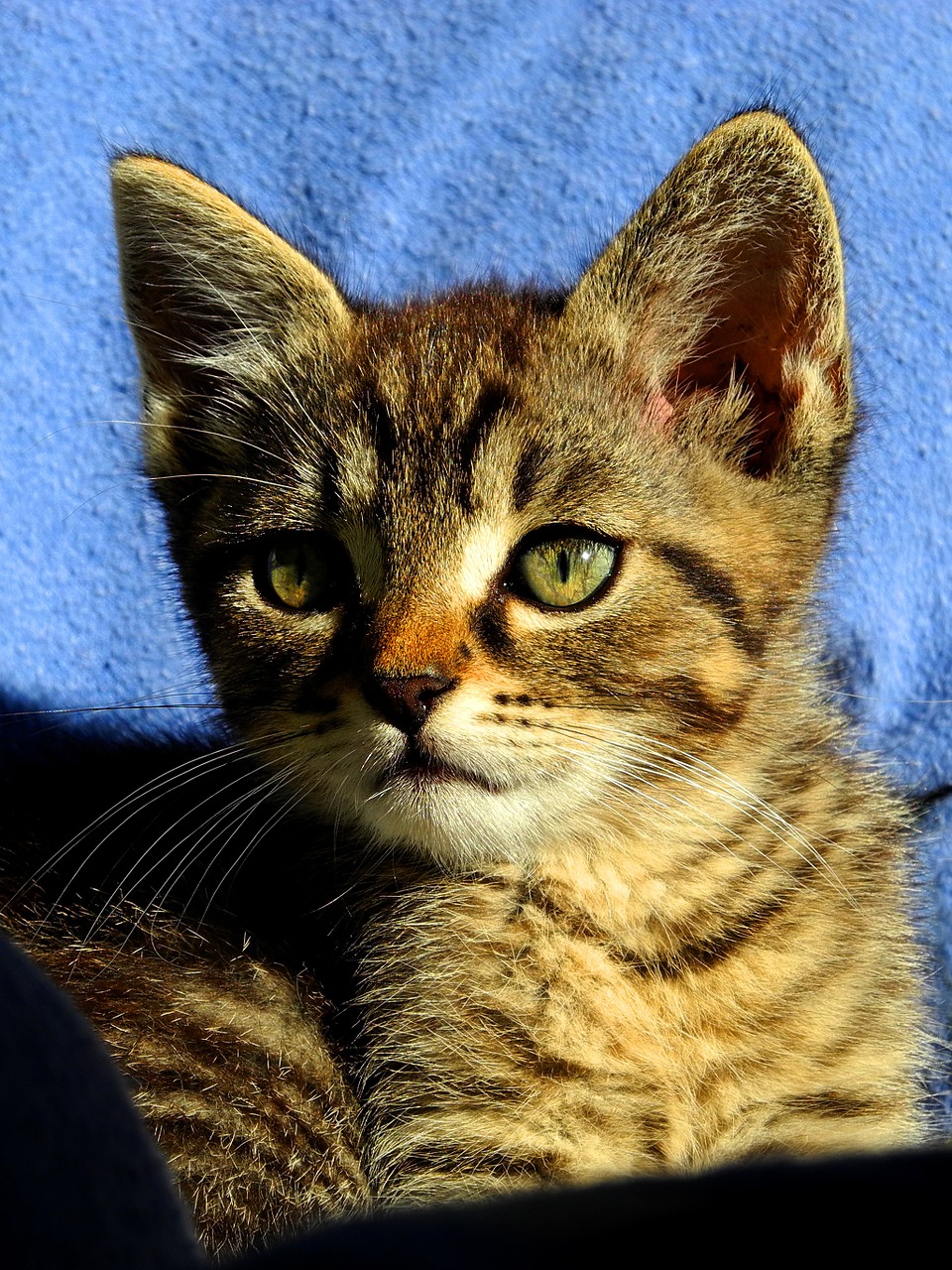 cat kitten tomcat free photo