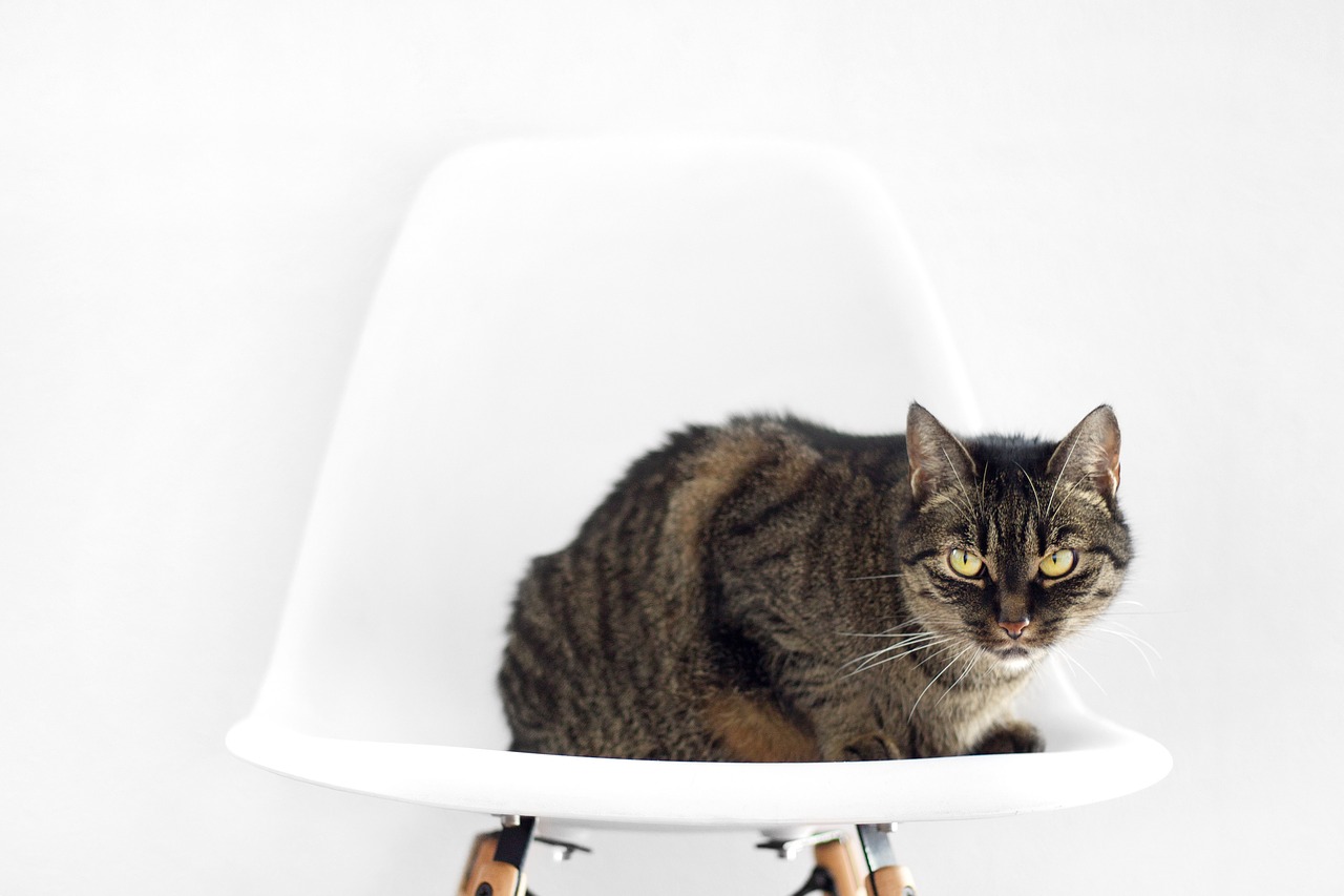 cat chair sit free photo