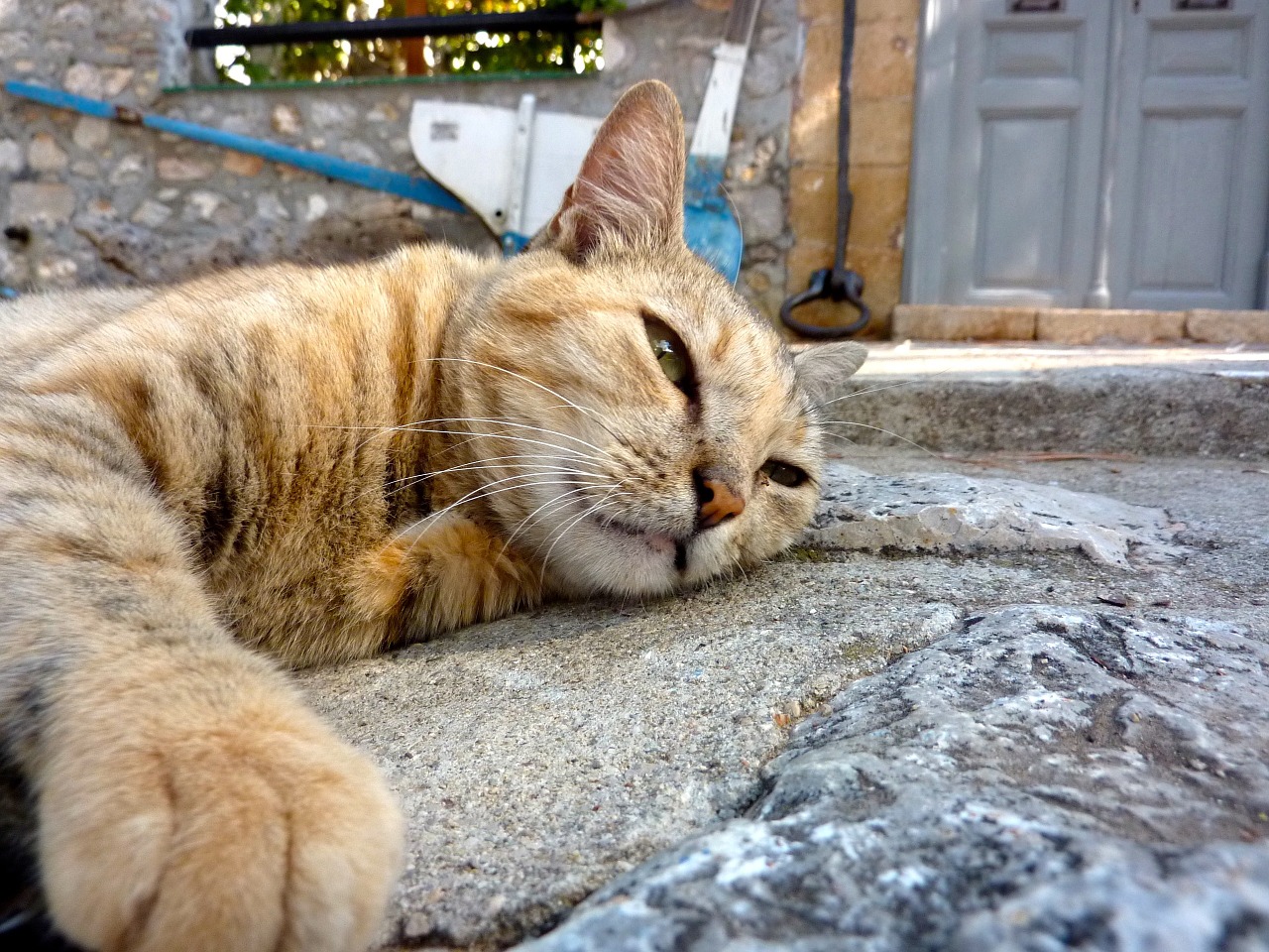 cat greece chill out free photo