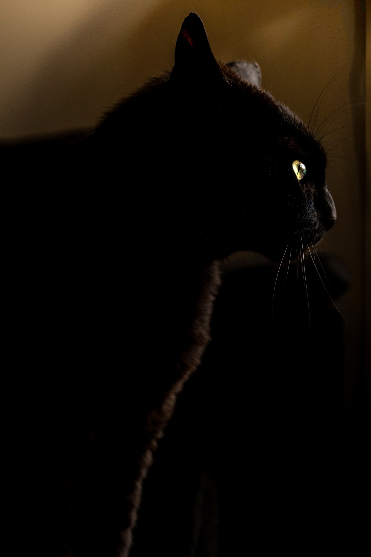 black cat mammal whiskers free photo