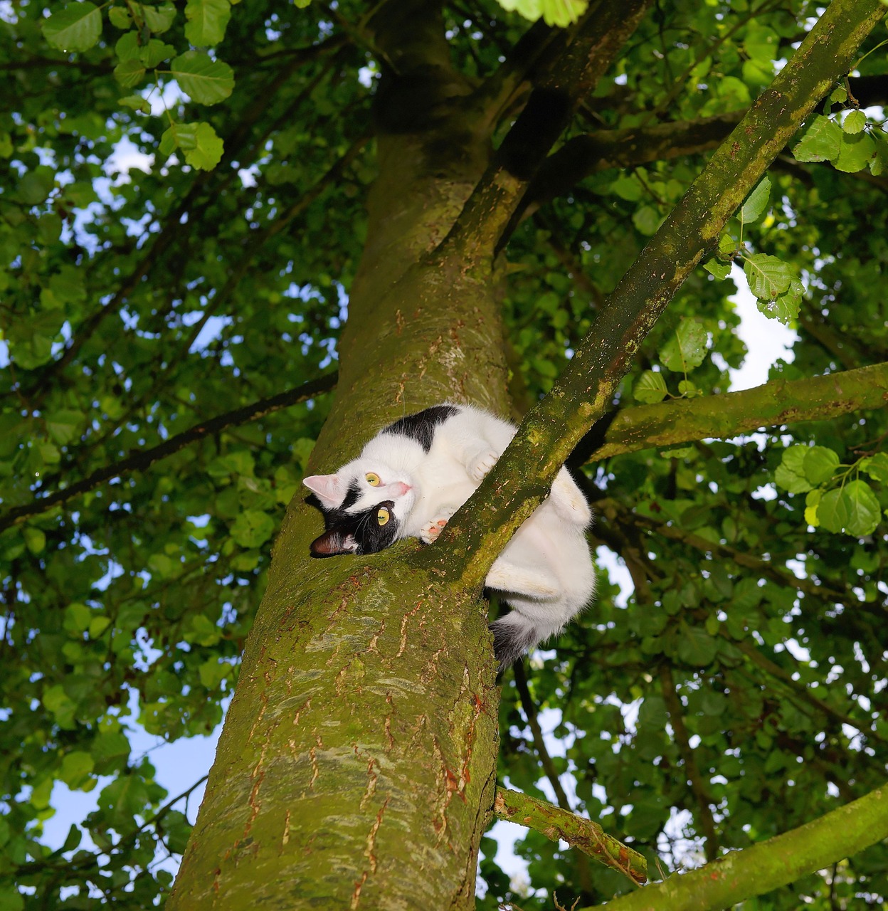 cat tree climb free photo