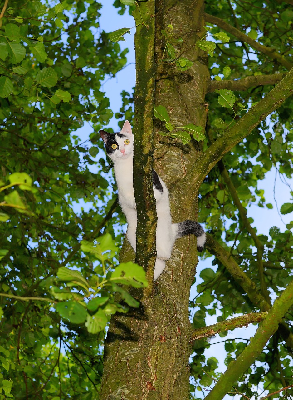 cat tree climb free photo