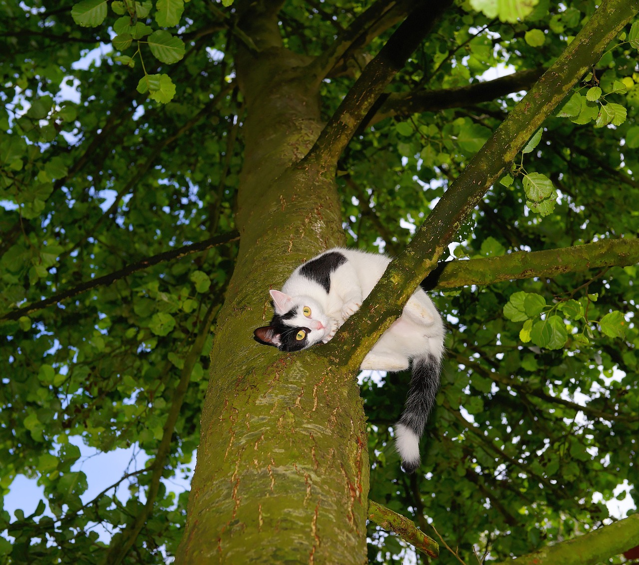 cat tree climb free photo