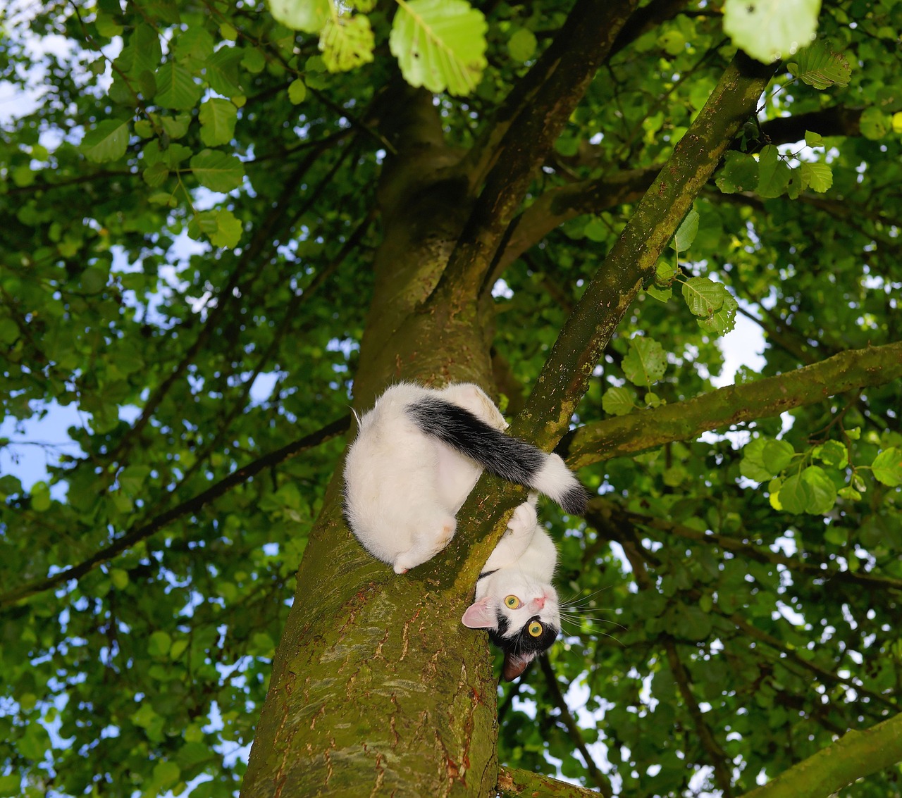 cat tree climb free photo