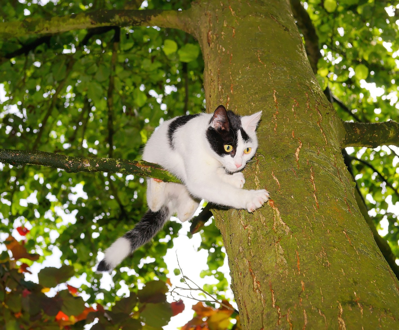 cat tree climb free photo