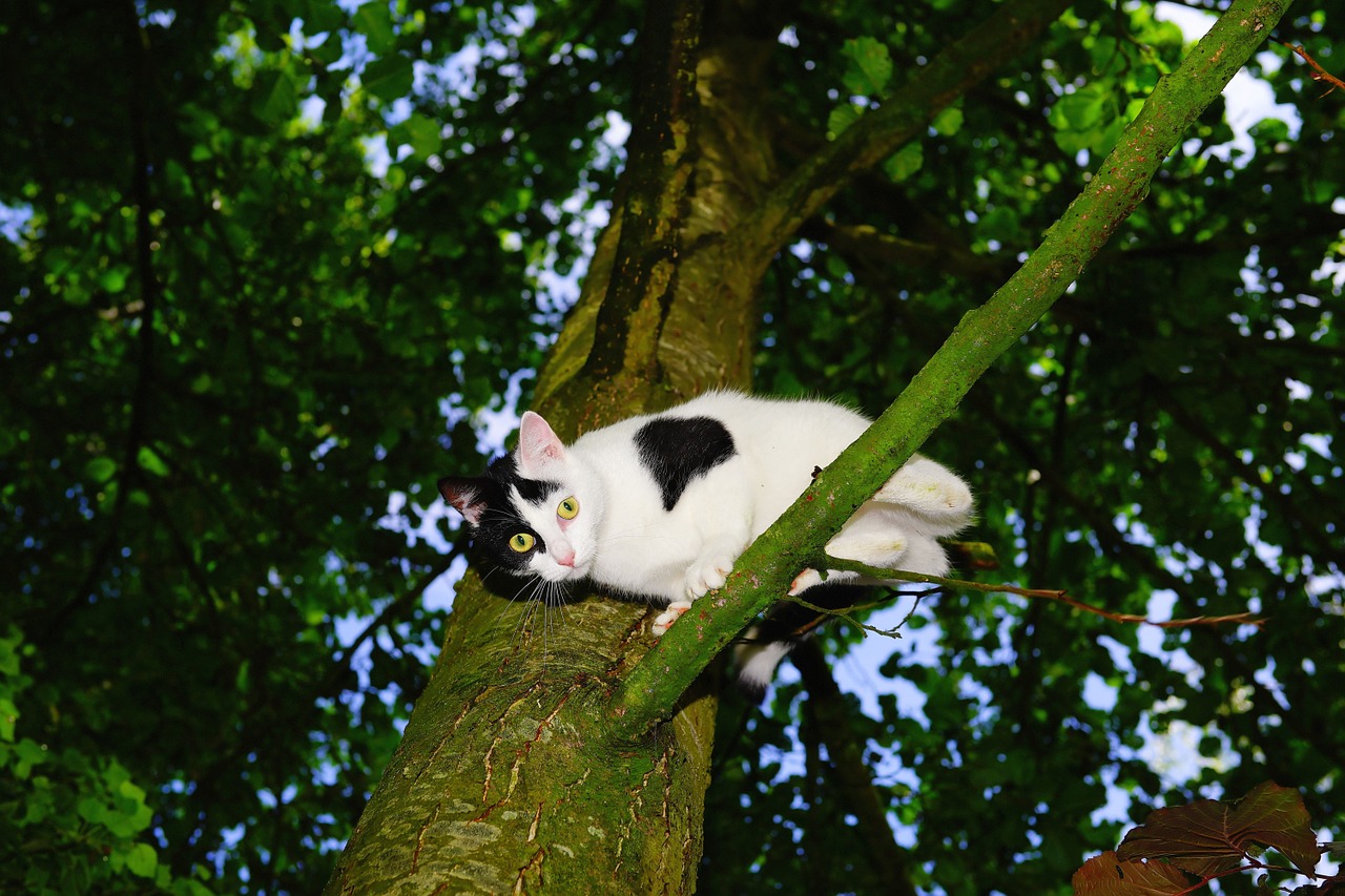 cat tree climb free photo